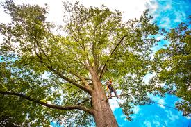 Professional Tree Care Services in Travelers Rest, SC